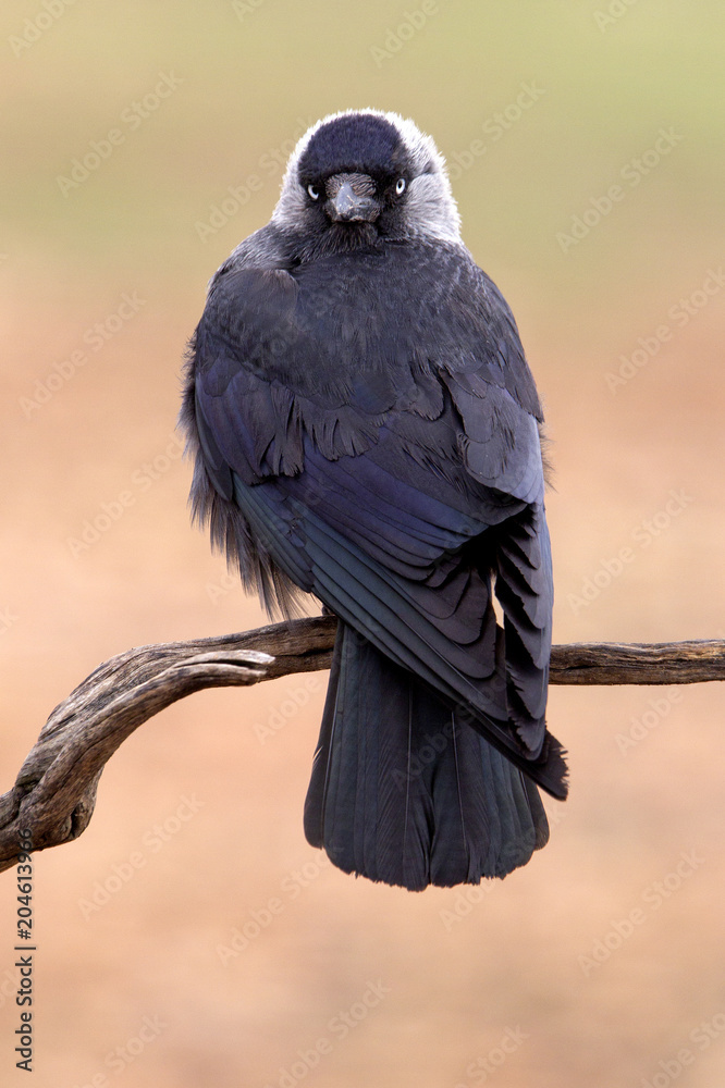 Fototapeta premium Western jackdaw. Corvus monedula