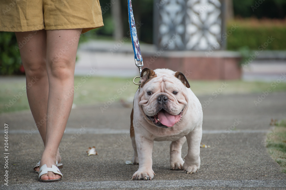 Bulldog walking hot sale