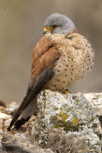 Female of lesser kestrel. falco naumanni