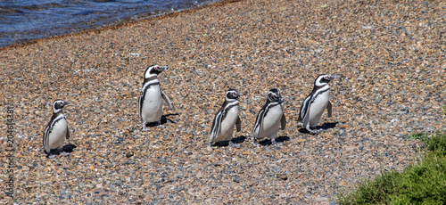 Group of Magellanic penguins on the Caleta Valdez beach