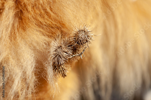 Stampa su Tela Thistles are hanging on a dog fur