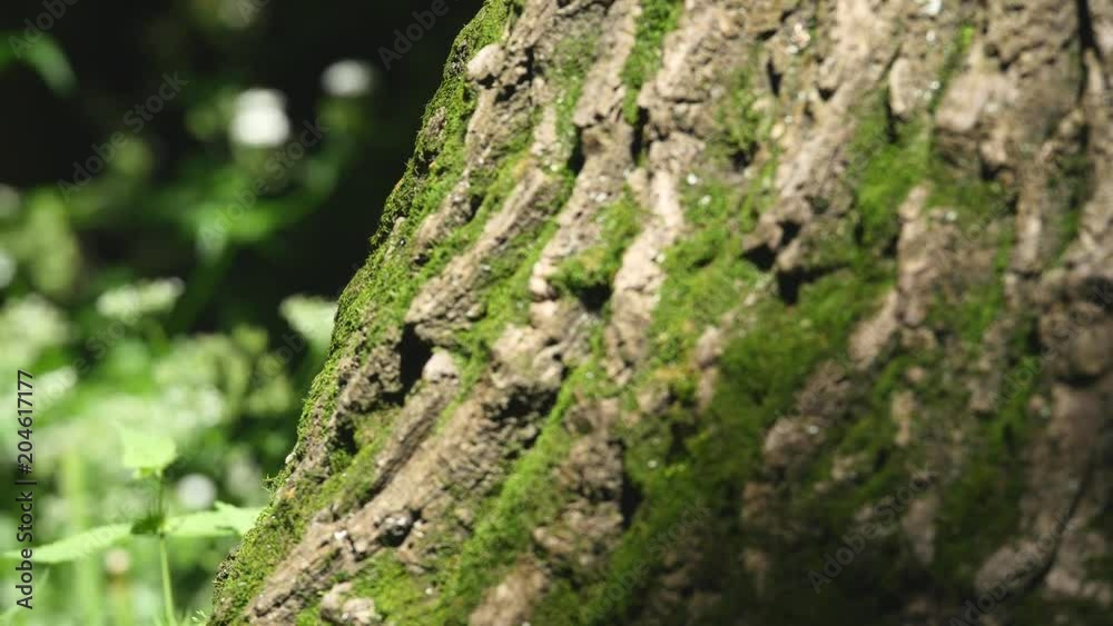 Moss detail on the bark of a tree. Selective focus Moss detail on the bark of a tree. Selective focus