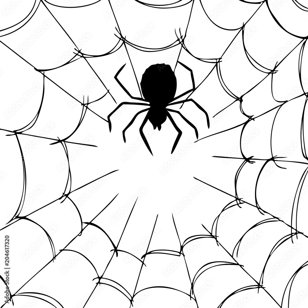 Obraz premium spider and web