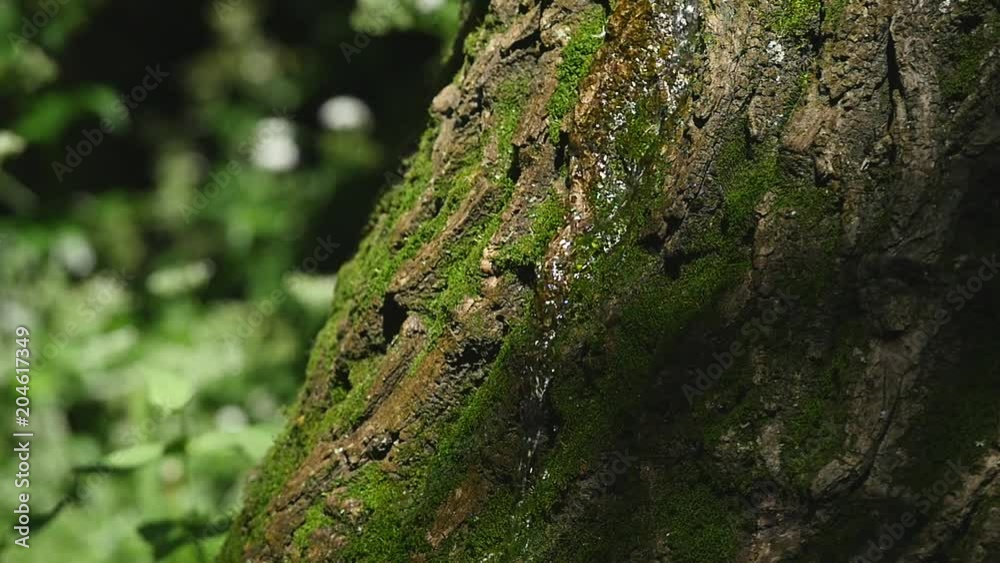 Moss detail on the bark of a tree. Selective focus Moss detail on the bark of a tree. Selective focus