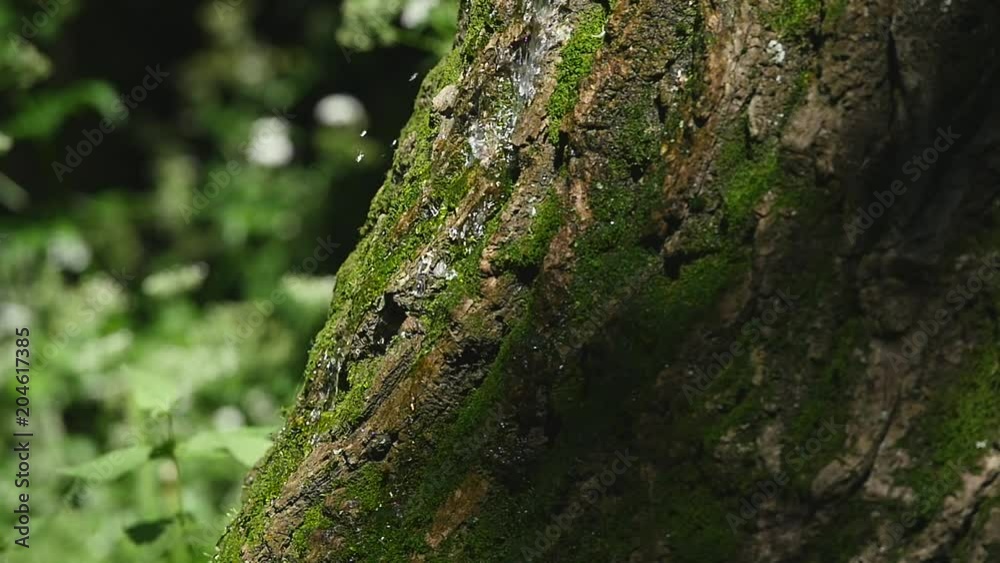 Moss detail on the bark of a tree. Selective focus Moss detail on the bark of a tree. Selective focus