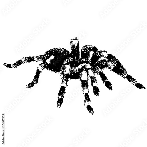 spider