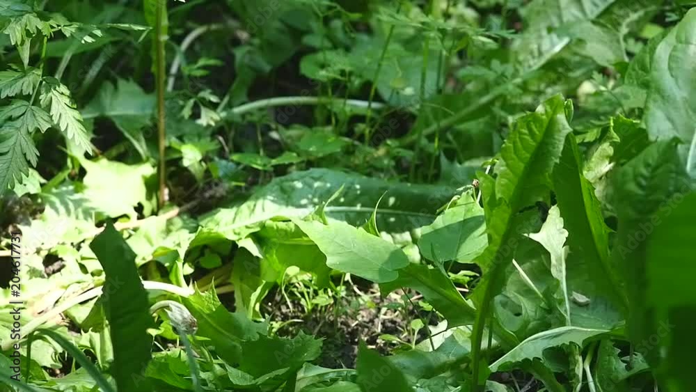 Insect Fly sitting on a green leaf, in the forest, meadow, grass on green background, field, garden, full hd