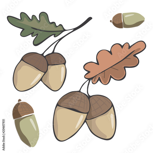 Acorn figure clip art illustration leaf drawing color element vector wood forest fruit of oak green red orange one two acorns similar white background