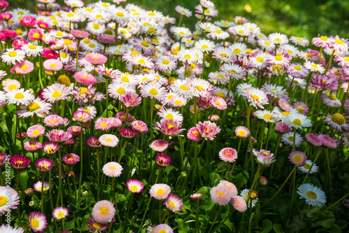 Fototapeta Naklejka Na Ścianę i Meble -  Spring flowers concept