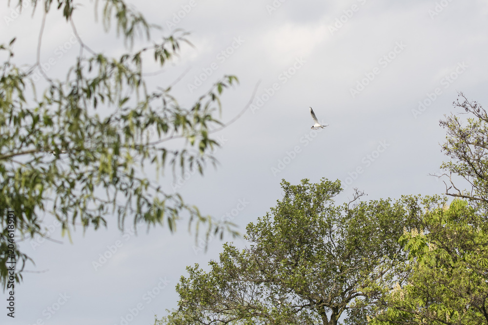 A seagull flying over the trees with seams in the beak. A seagull flying over the trees with seams in the beak.
