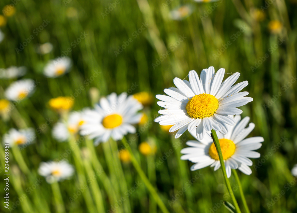 Margeriten auf einer Wiese