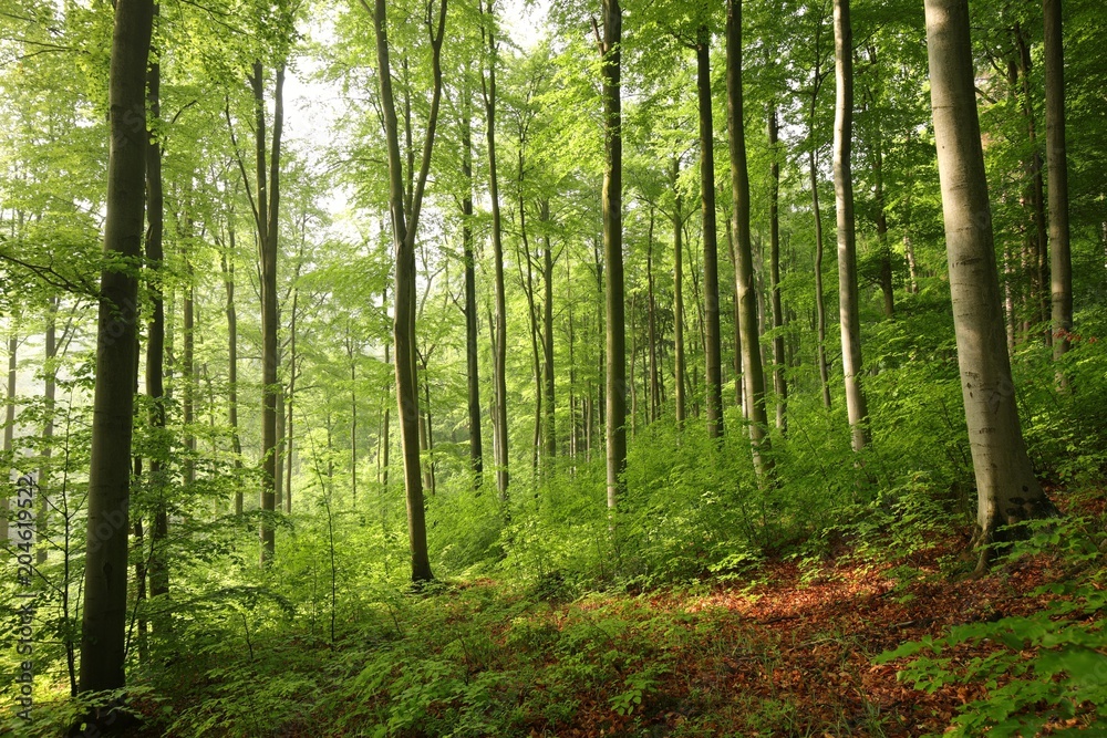 Spring beech forest lit by the morning sun Spring beech forest lit by the morning sun