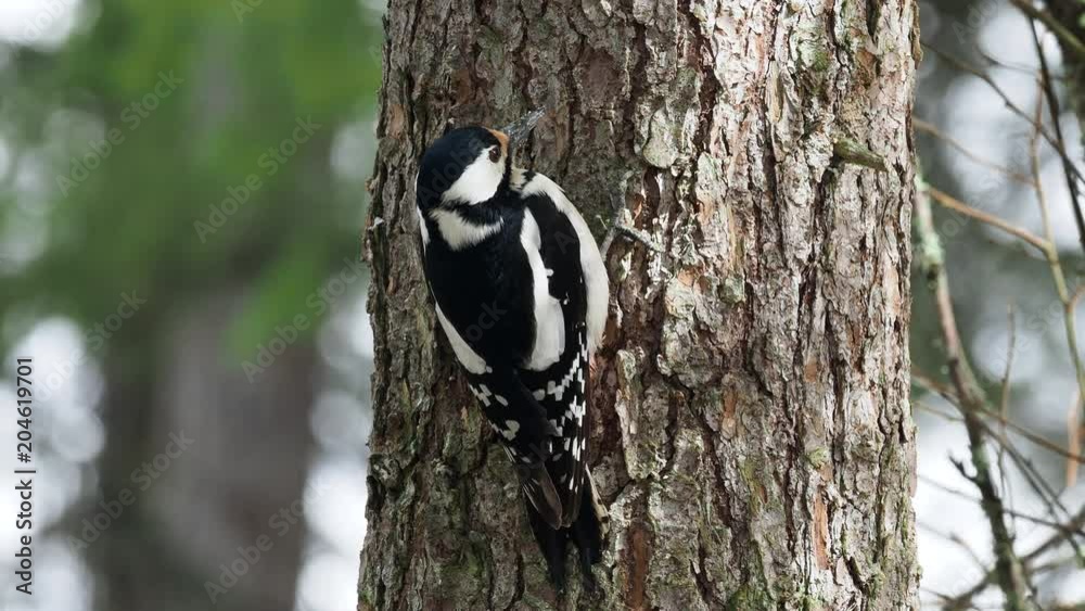 Great-spotted Woodpecker ( Dendrocopos major ) Feeding on a pine tree Great-spotted Woodpecker ( Dendrocopos major ) Feeding on a pine tree