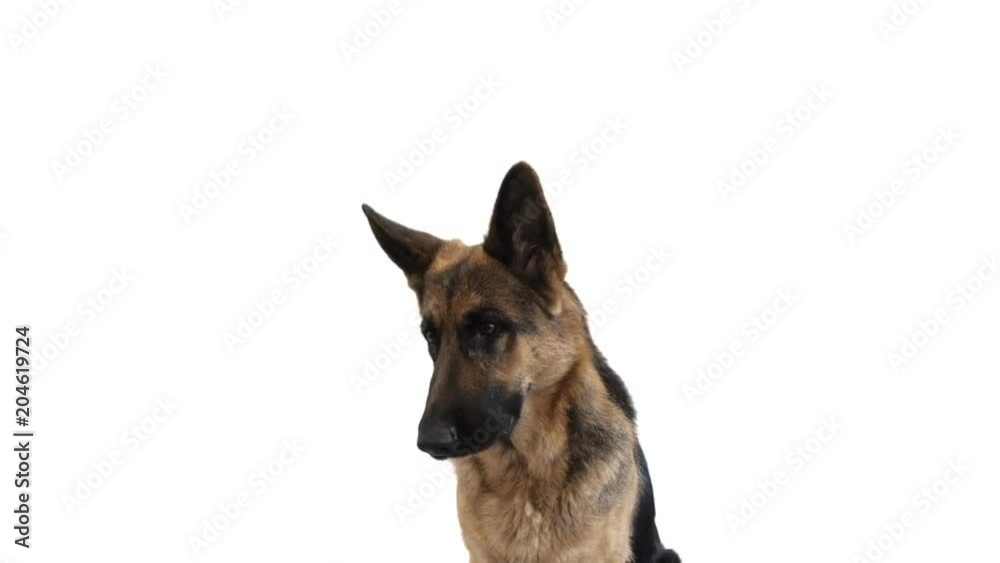 German shepherd funny speaking on a white background German shepherd funny speaking on a white background