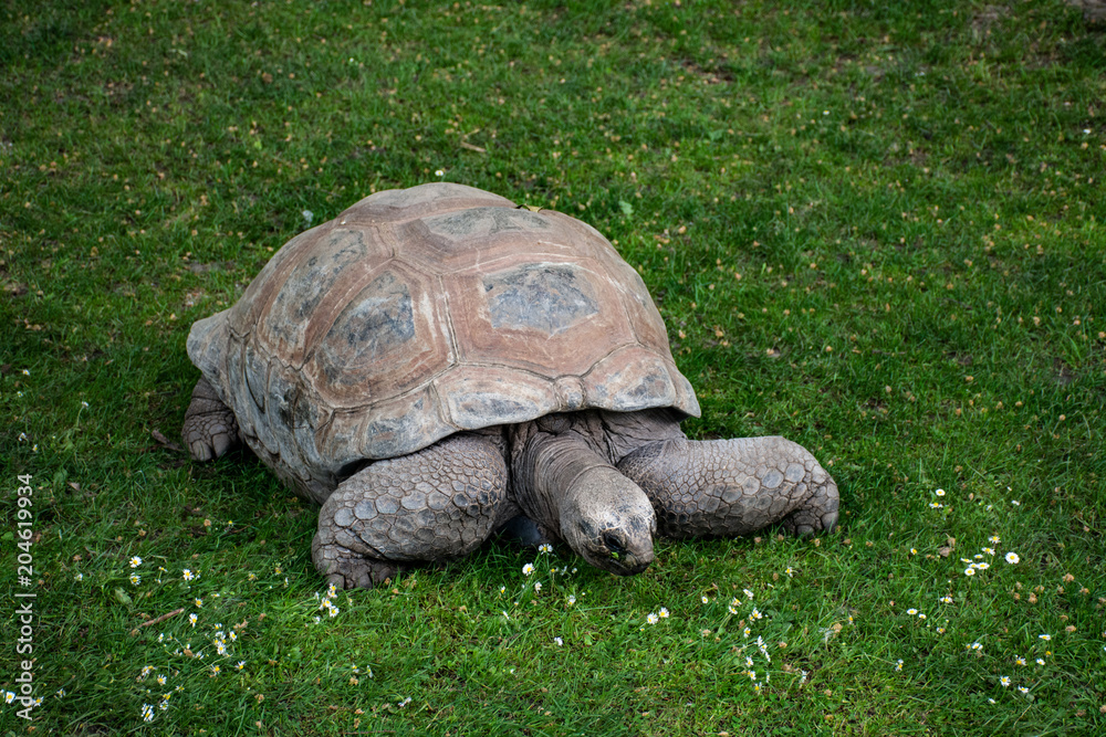 schildkröte schildkröte