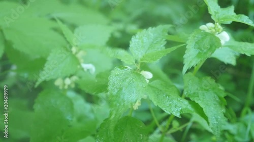 Rain falls on Leonuri. motherwort plants photo