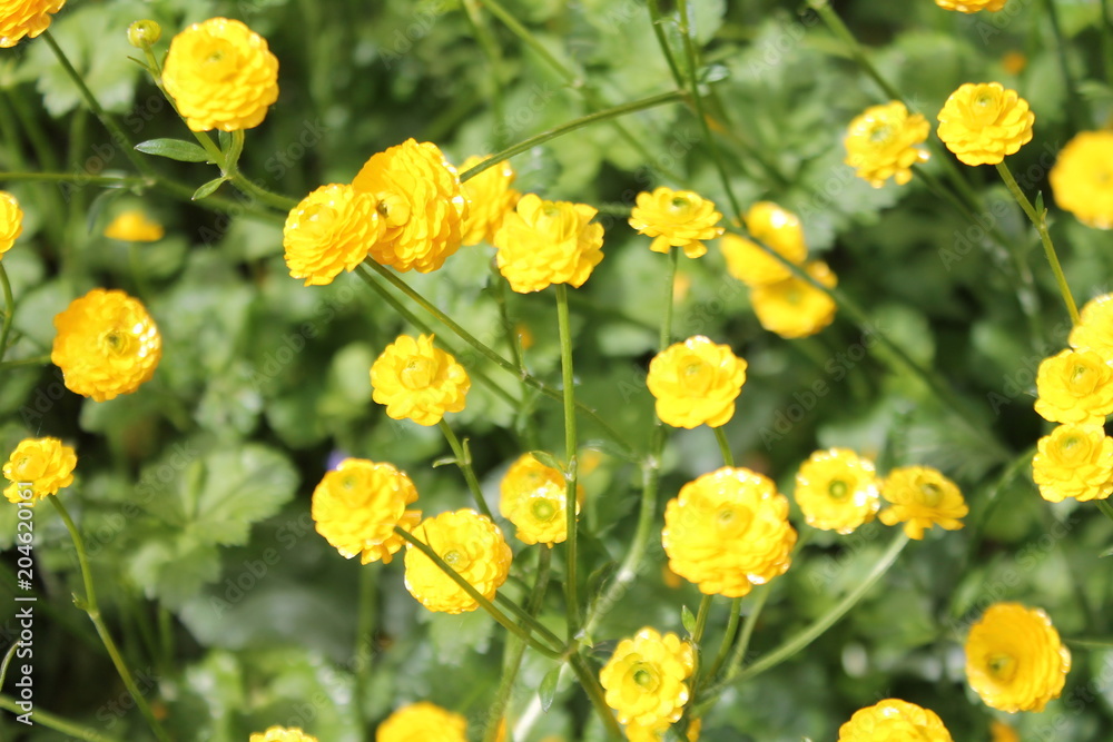 Obraz premium yellow flowers in closeup