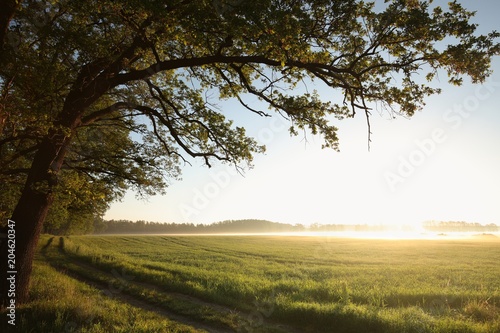 Sunrise over the grain field 