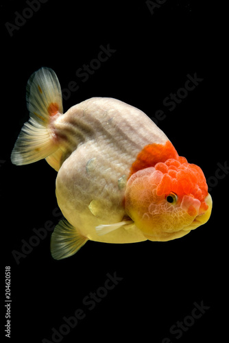 portrait of gold fish ranchu