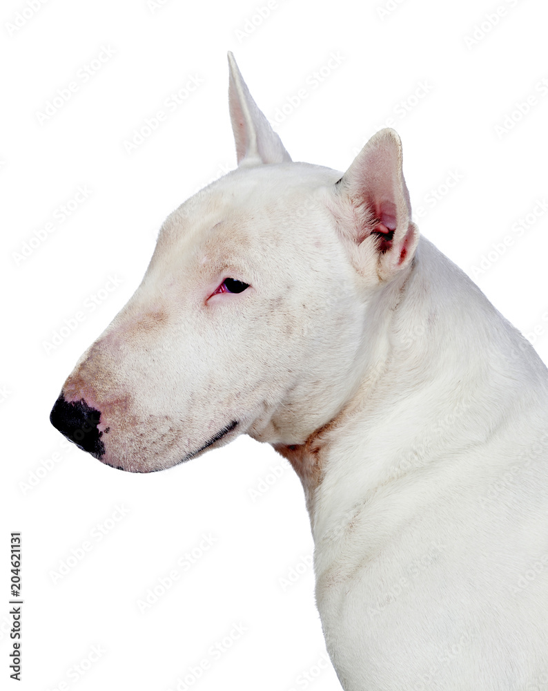 Profile of white bull terrier.