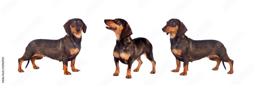 Three sausage dogs brown and black