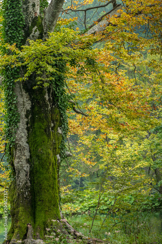 Buche im Naturpark Plitvicer Seen