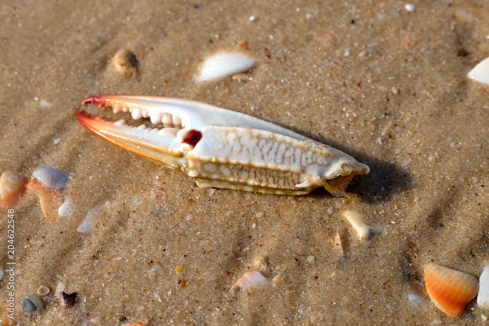Colorful pink crab claw on Palmachim beach, Mediterranean seaside. Colorful pink crab claw on Palmachim beach, Mediterranean seaside.