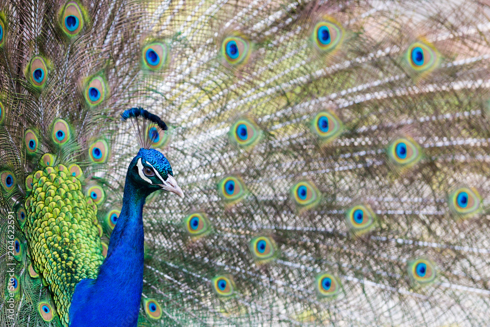Fototapeta premium Peacock Side View