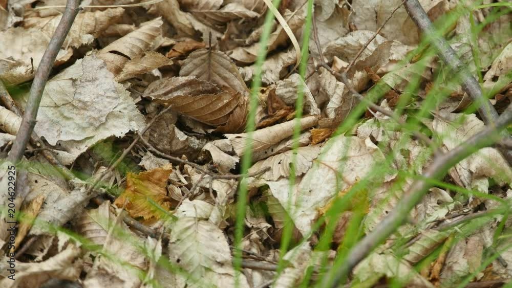 Ants on dried leaves. close up Ants on dried leaves. close up