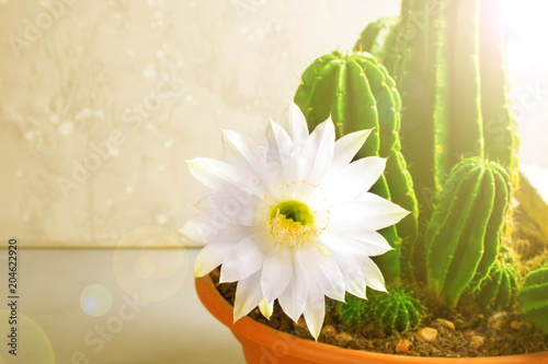 Fotografie Blooming white flowers of cactus echinopsis