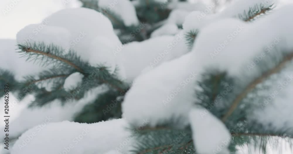 Slow motion handheld shot of blue spruce twigs covered by snow Slow motion handheld shot of blue spruce twigs covered by snow