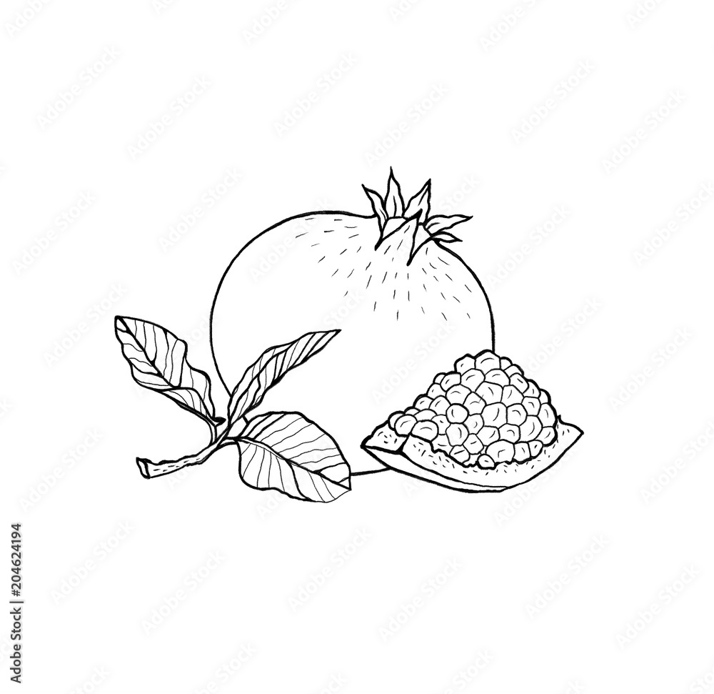 Hand drawn pomegranate fruit with leaf and seeds. Outline, white background. Hand drawn pomegranate fruit with leaf and seeds. Outline, white background.