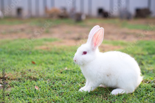 This is a rabbit sitting on green grass