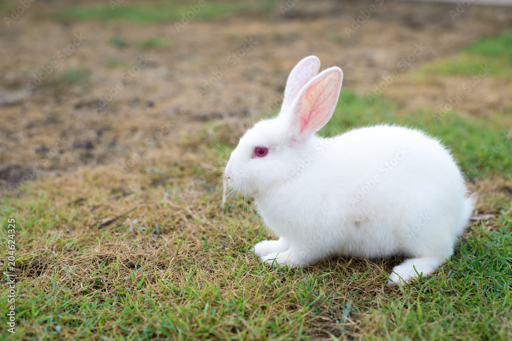 This is a white rabbit sitting on green grass This is a white rabbit sitting on green grass