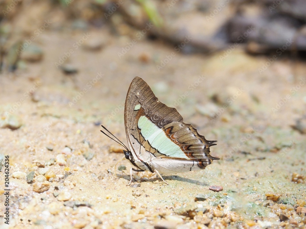 Butterfly on the ground Blurred view of natural background Butterfly on the ground Blurred view of natural background