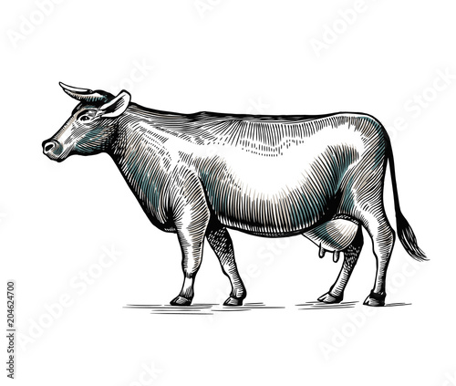 Cow hand drawn in elegant vintage engraving or etching style. Domestic animal isolated on white background. Farm cattle or livestock. Monochrome vector illustration for milk or dairy product logotype
