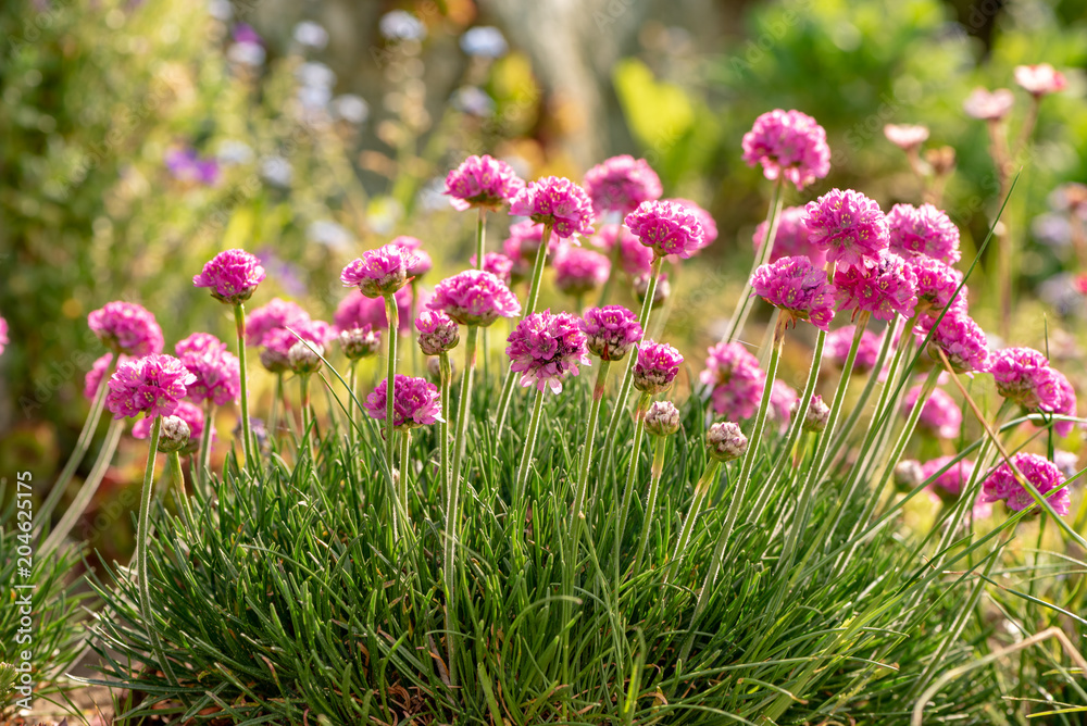 Armeria flower in the rock garden in backlight Armeria flower in the rock garden in backlight