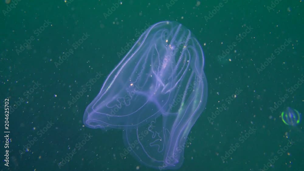 Warty comb jelly or American comb jelly (Mnemiopsis leidyi) catches