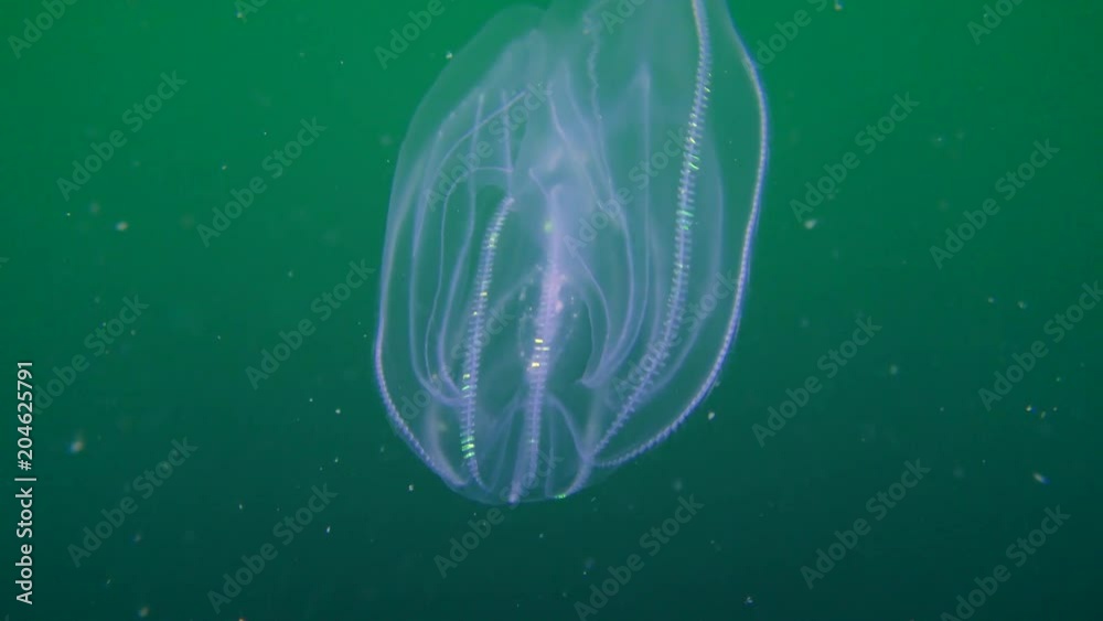Warty comb jelly or American comb jelly (Mnemiopsis leidyi) moves in