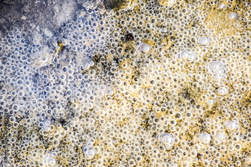 Bubbles of air in mud and silt under water. Background of bubbles, surface texture. photo