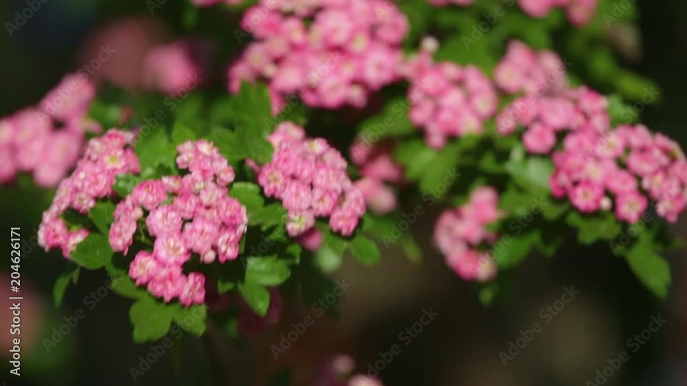 Closeup view of branches with beautiful small pink flowers isolated on bright blue sky background. Real time full hd video footage. Closeup view of branches with beautiful small pink flowers isolated on bright blue sky background. Real time full hd video footage.