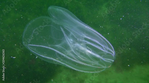 Warty comb jelly or American comb jelly (Mnemiopsis leidyi) moves in the water column and pulsating with a series of flagellums, a medium shot. photo