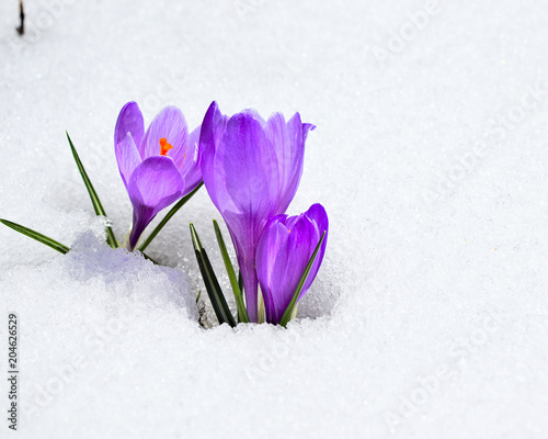 Obraz na plátně Purple crocuses emerging from fresh snow