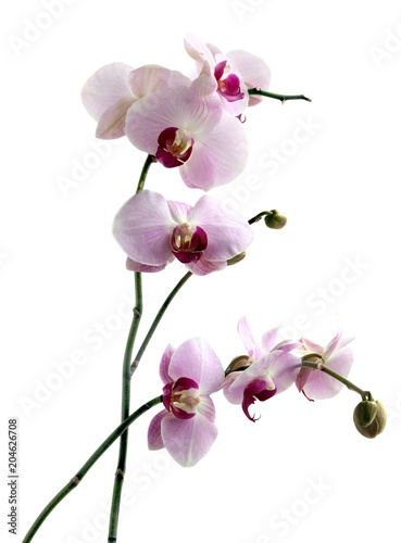 pretty orchid flowers close up