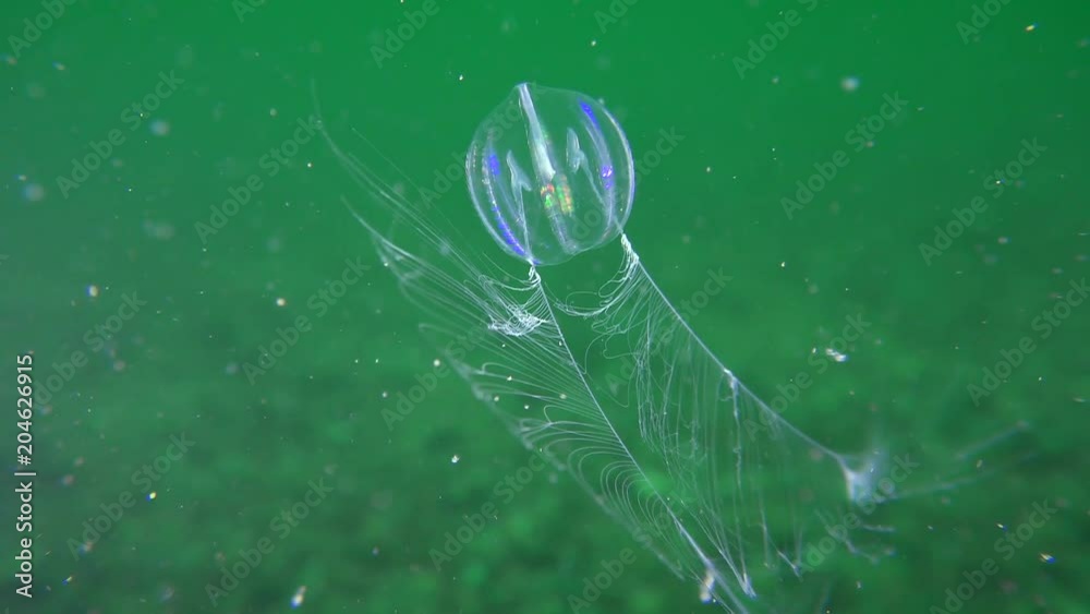 Ctenophora Sea gooseberry (Pleurobrachia pileus) catches plankton with