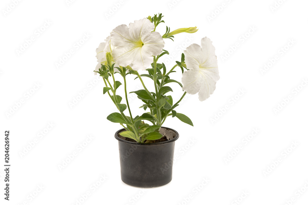 petunia flowers in a plastic pot on a white background