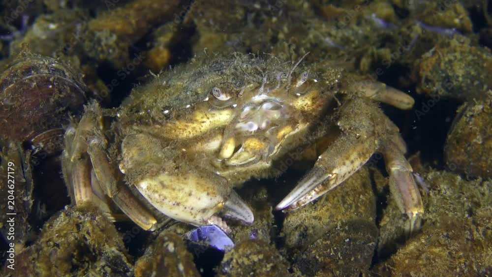 Nutrition of Green crab or Shore crab (Carcinus maenas): The crab is looking for food by legs on the mussel-covered bottom. Nutrition of Green crab or Shore crab (Carcinus maenas): The crab is looking for food by legs on the mussel-covered bottom.