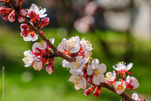 Blooming flowers apricot branch in spring garden photo