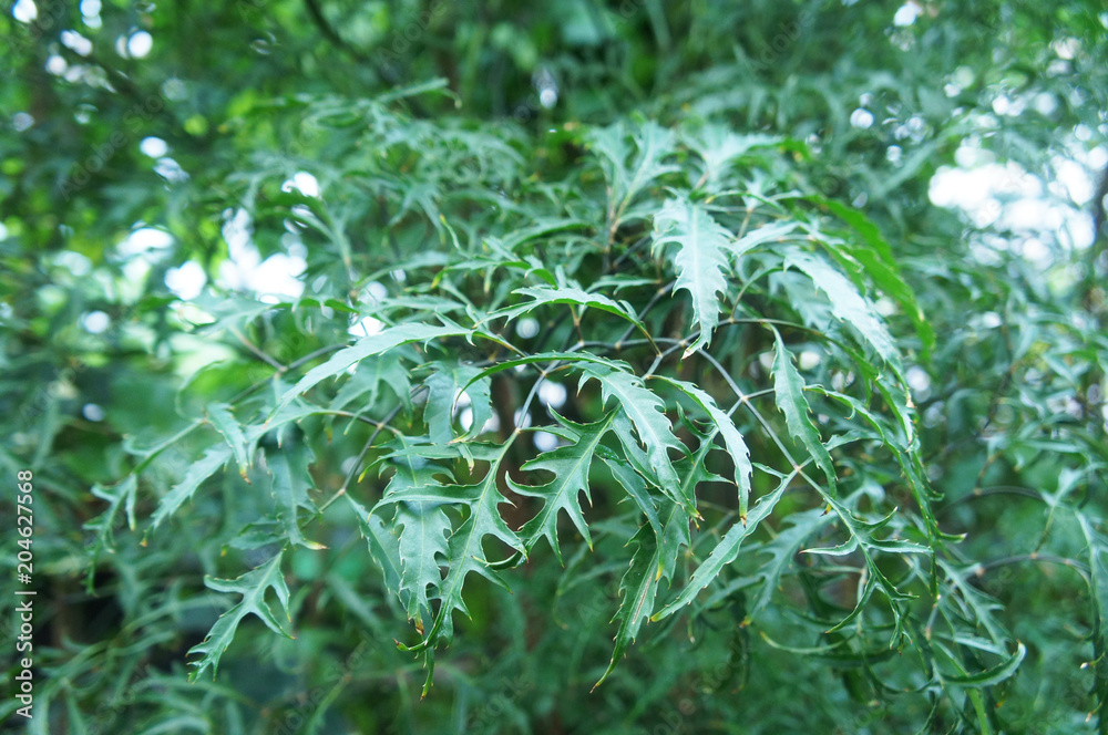 Polyscias fruticosa or ming aralia green shrub