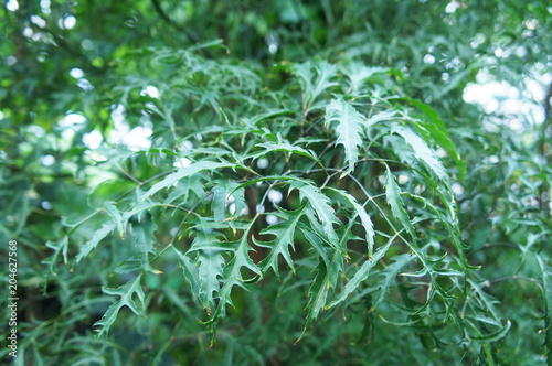 Fotografie Polyscias fruticosa or ming aralia green shrub